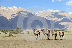 Camel walking at Hunder village in Himalayas, Nubra Valley, Lada