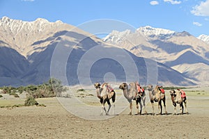 Camel walking at Hunder village in Himalayas, Nubra Valley, Lada photo