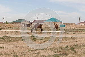 Camel walking near the village in the Ustyurt Plateau. District of Boszhir. The bottom of a dry ocean Tethys. Rocky remnants.