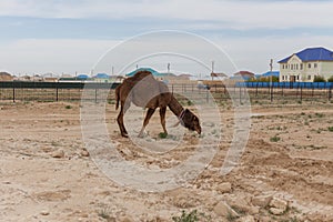 Camel walking near the village in the Ustyurt Plateau. District of Boszhir. The bottom of a dry ocean Tethys. Rocky remnants.