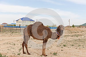 Camel walking near the village in the Ustyurt Plateau. District of Boszhir. The bottom of a dry ocean Tethys. Rocky remnants.