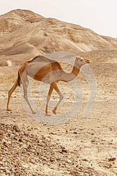 Camel walking through wild desert dune. Safari travel to sunny dry wildernes photo