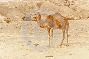 Camel walking through wild desert dune. Safari travel to sunny dry wildernes photo