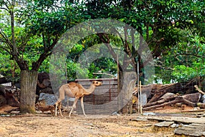 Camel walking in the zoo.
