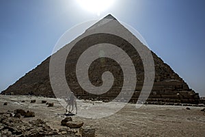 A camel walks past the Pyramid of Khafre at Giza in Cairo, Egypt.