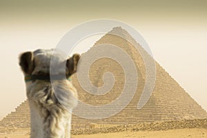 Camel watching the Cheops pyramid