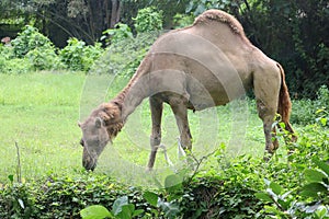 A camel is watching its surroundings warily.