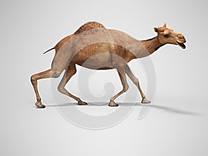 Camel on weak legs 3d rendering on gray background with shadow