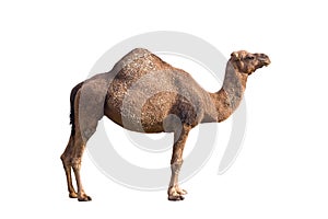 Camel on a white background.