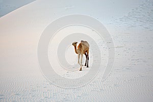 Camel in the white sand desert