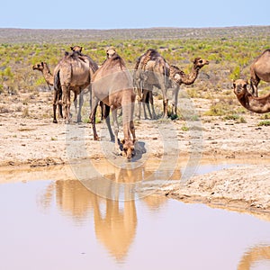 A camel in the wild drinks water from a reservoir