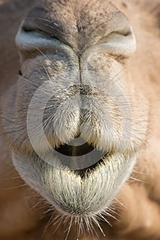 Camel (dromedary or one-humped Camel), Emirates Park Zoo, Abu Dh