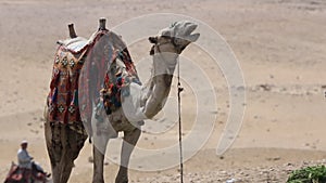 Camel Yawns Twice In Egypt