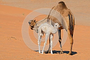 Camel with young calve - Arabian Peninsula