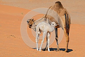 Camel with young calve - Arabian Peninsula photo