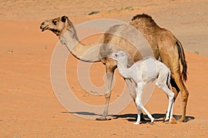 Camel with young calve - Arabian Peninsula photo