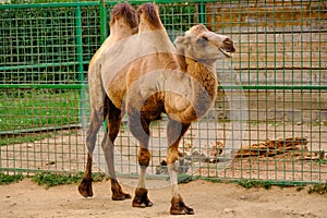 Camel in the zoo