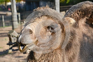 Camel in zoo