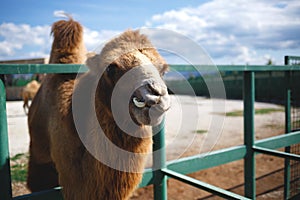 Camel in the zoo against the blue sky