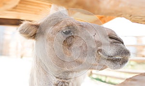 Camel in the zoo. Arabian camel head close-up.