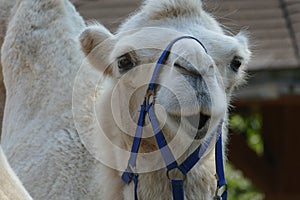 Camel in zoo with blue bridle