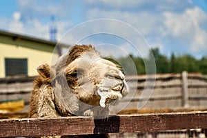 Camel at zoo with foam at mouth. Animals suffer in zoo and get sick. Funny camel