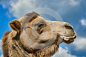 Camel at zoo with foam at mouth. Animals suffer in zoo and get sick. Funny camel