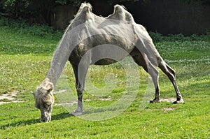 A camel in the zoo, mammal