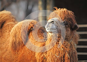 Camel in zoo