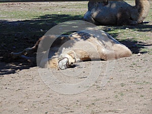 Camel at zoo Targu Mures