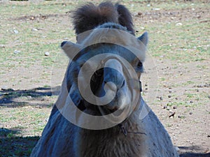 Camel at zoo Targu Mures