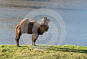 Camel in zoological garden