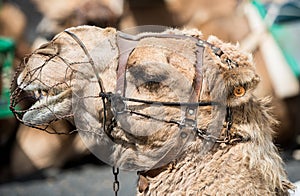 Camelcade on Lanzarote