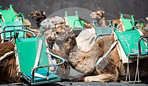 Camelcade on Lanzarote