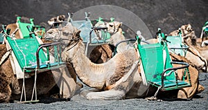 Camelcade on Lanzarote