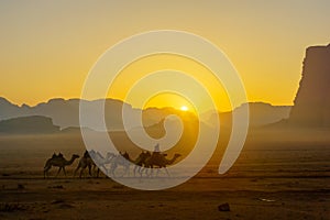 Camelcade at sunrise in Wadi Rum desert park