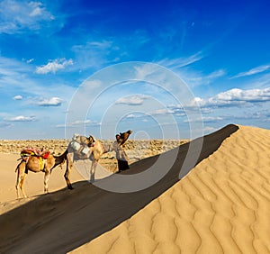 Cameleer (camel driver) with camels in dunes of Thar desert. Raj