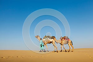 Cameleer (camel driver) with camels in Rajasthan, India