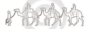 Cameleer with camels cartoon graphic