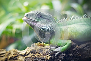 Cameleon