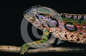 CAMELEON CAMPANI furcifer campani