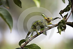 CAMELEON DE JACKSON chamaeleo jacksoni