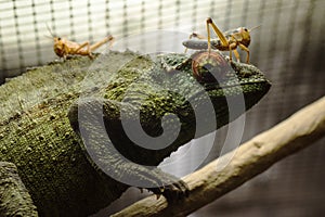 Cameleon with grasshoppers