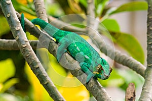 Cameleon of Madagascar