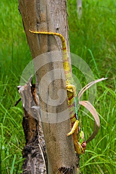 Cameleon of Madagascar