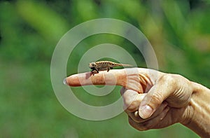 CAMELEON NAIN  brookesia sp