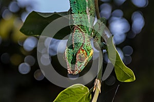 Cameleon sur sa branche