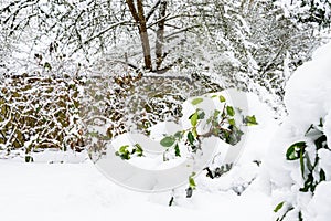 Camelia bush weighed down in heavy wet fresh snowfall in a backyard garden