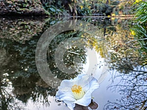 Camelia flower floating in pond at Shaw's Bird Park, Waikato, New Zealand