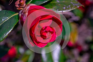 Camelia flowers on green background